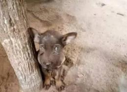 倒霉的狗狗被蜜蜂蛰后 可怜巴巴的样子你见过吗？忍住别笑