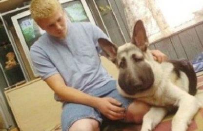 倒霉的狗狗被蜜蜂蛰后 可怜巴巴的样子你见过吗？忍住别笑