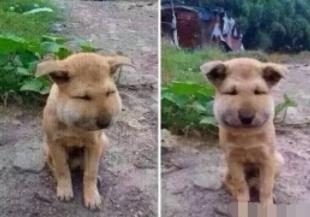 倒霉的狗狗被蜜蜂蛰后 可怜巴巴的样子你见过吗？忍住别笑