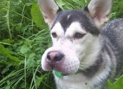 倒霉的狗狗被蜜蜂蛰后 可怜巴巴的样子你见过吗？忍住别笑