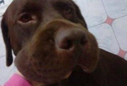 倒霉的狗狗被蜜蜂蛰后 可怜巴巴的样子你见过吗？忍住别笑