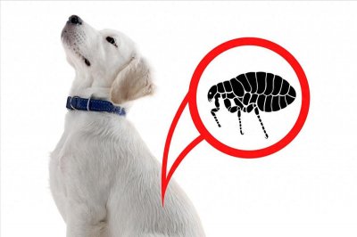 ​跳蚤最怕的6个克星，家里有宠物的你一定要看看！