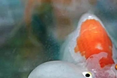 ​金鱼的眼睛鼓出来了是怎么回事