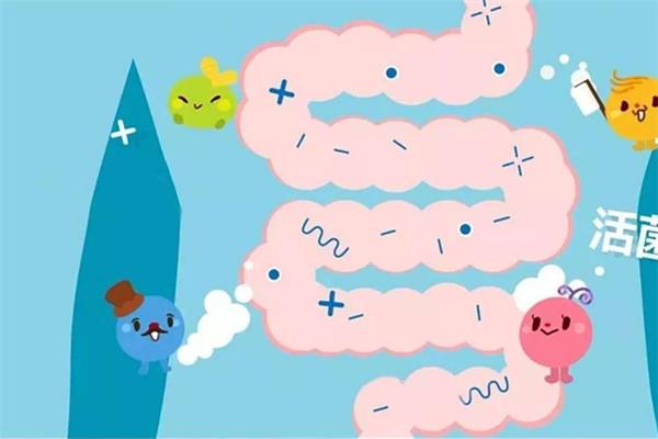 益生菌可以减肥吗 益生菌有什么作用和功效