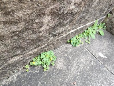 ​何为“启蒙”？