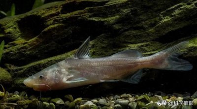 ​江团和鲶鱼一样吗？从每斤300元跌到每斤30元，波动为何这么大？