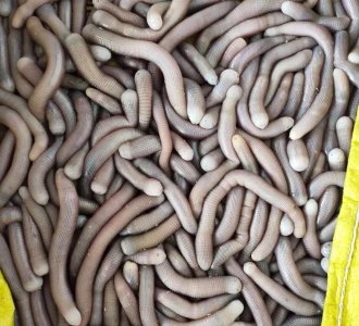 ​海边沙滩里的美食-沙虫和泥丁