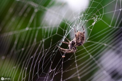 ​蜘蛛为什么不是昆虫？