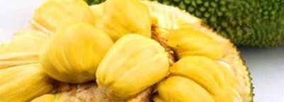 ​八成熟的菠萝蜜能吃,菠萝蜜熟透了可以吃吗