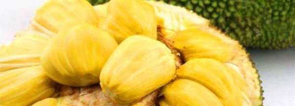 八成熟的菠萝蜜能吃,菠萝蜜熟透了可以吃吗图1
