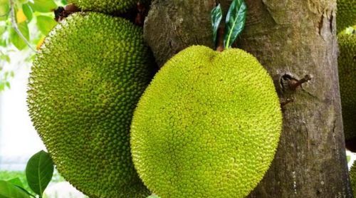 菠萝蜜的果子能吃吗