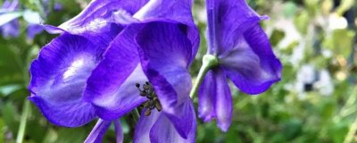 ​中国剧毒植物大全 常见的剧毒植物有哪些