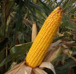 ​不要只吃煮玉米了，老玉米还有这2种做法，2分钟学会，简单到家