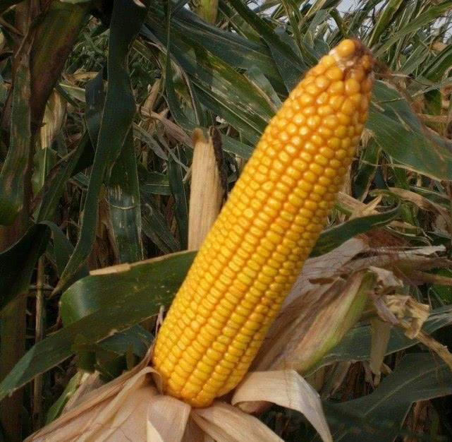 不要只吃煮玉米了，老玉米还有这2种做法，2分钟学会，简单到家