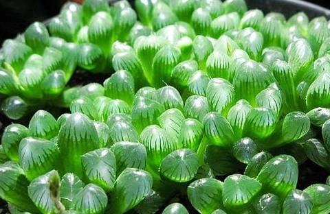 不仅颜值高名字还好听，这样的小清新多肉植物你喜欢吗？