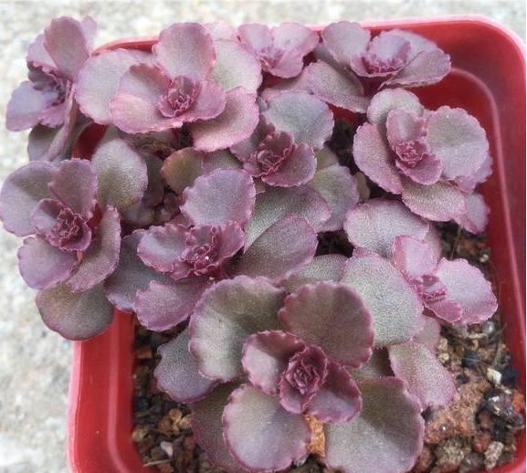 不仅颜值高名字还好听，这样的小清新多肉植物你喜欢吗？