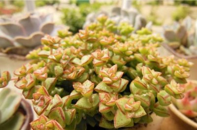 ​不仅颜值高名字还好听，这样的小清新多肉植物你喜欢吗？