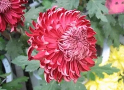 ​千娇百媚的墨菊