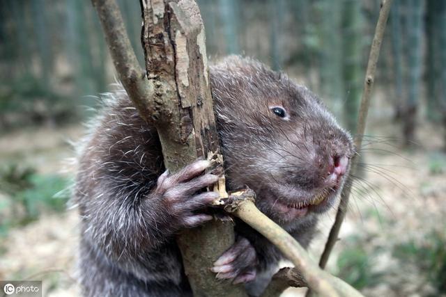 竹鼠养殖是不是骗局？如何避免盲目跟风血本无归？