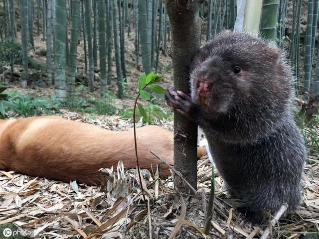 竹鼠养殖是不是骗局？如何避免盲目跟风血本无归？