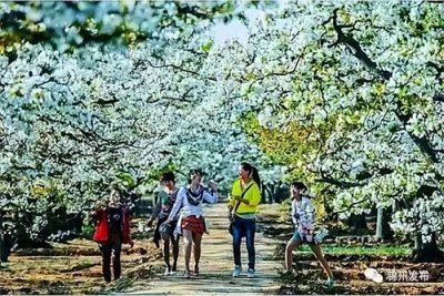 ​“镇”兴鸿福来·盛世梨花开 第34届北镇梨花节4月20日开幕