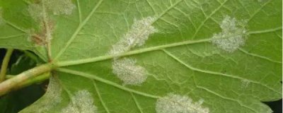 ​葡萄霜霉病特效药