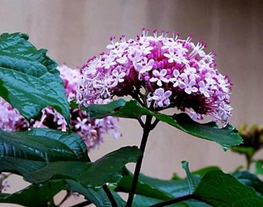 ​神奇植物·臭牡丹