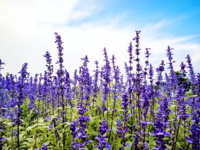 ​十二生肖专属对应花，寓意不同，哪种是你的幸运花？