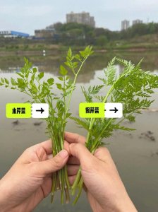 ​世界上有毒的十大花