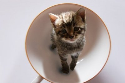 ​超萌茶杯猫来袭，你hold得住吗？