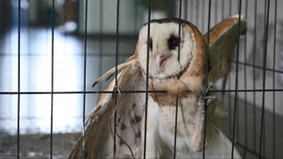 ​江西万年县救助放飞一只国家二级保护动物猴面鹰