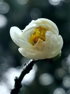 ​梅花中的佼佼者——绿梅