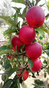 ​及早熟鲁丽苹果品种介绍，未来市场潜力大，你了解多少