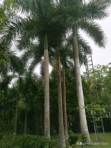 ​大王椰子：霸气的热带观赏植物