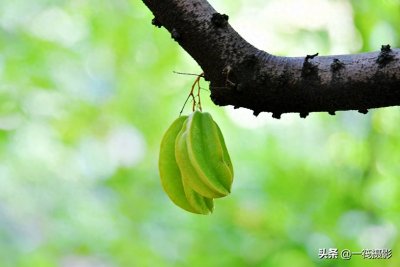 ​别再纠结啦，阳桃就是洋桃、又叫杨桃