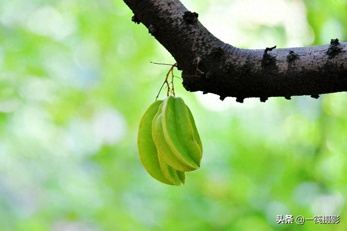 别再纠结啦,阳桃就是洋桃、又叫杨桃