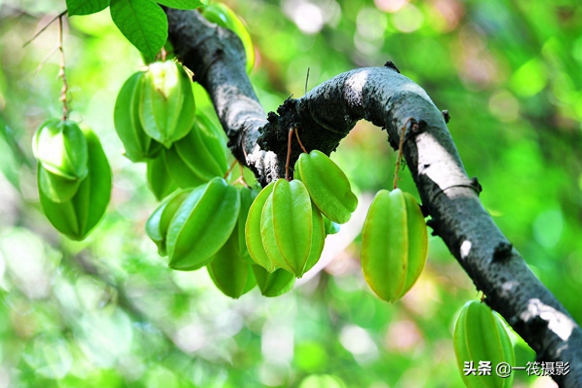 别再纠结啦,阳桃就是洋桃、又叫杨桃