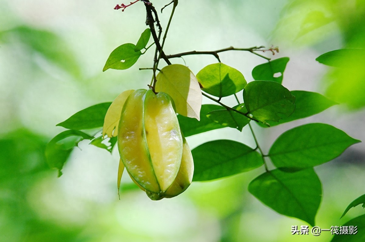 别再纠结啦,阳桃就是洋桃、又叫杨桃