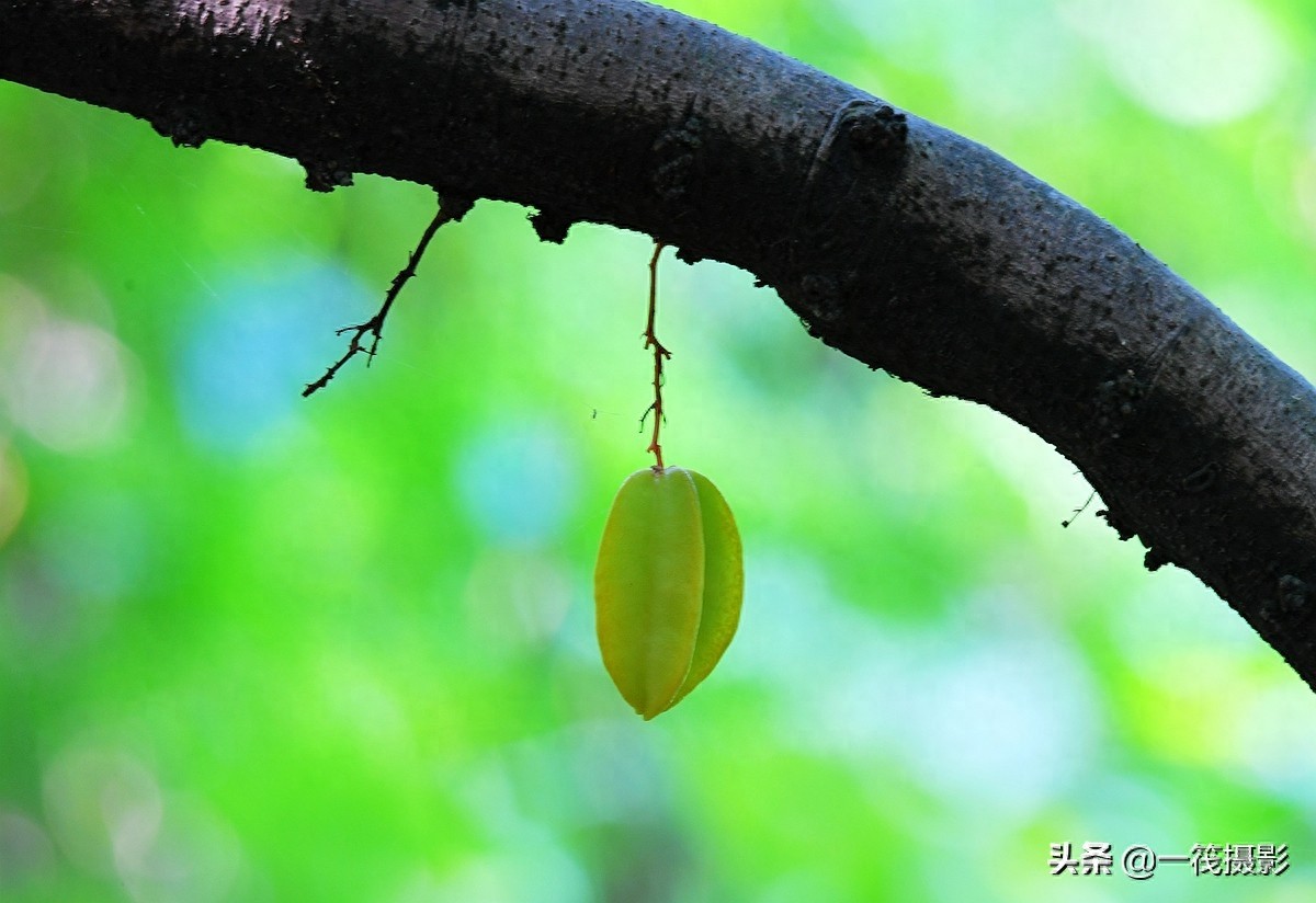 别再纠结啦,阳桃就是洋桃、又叫杨桃