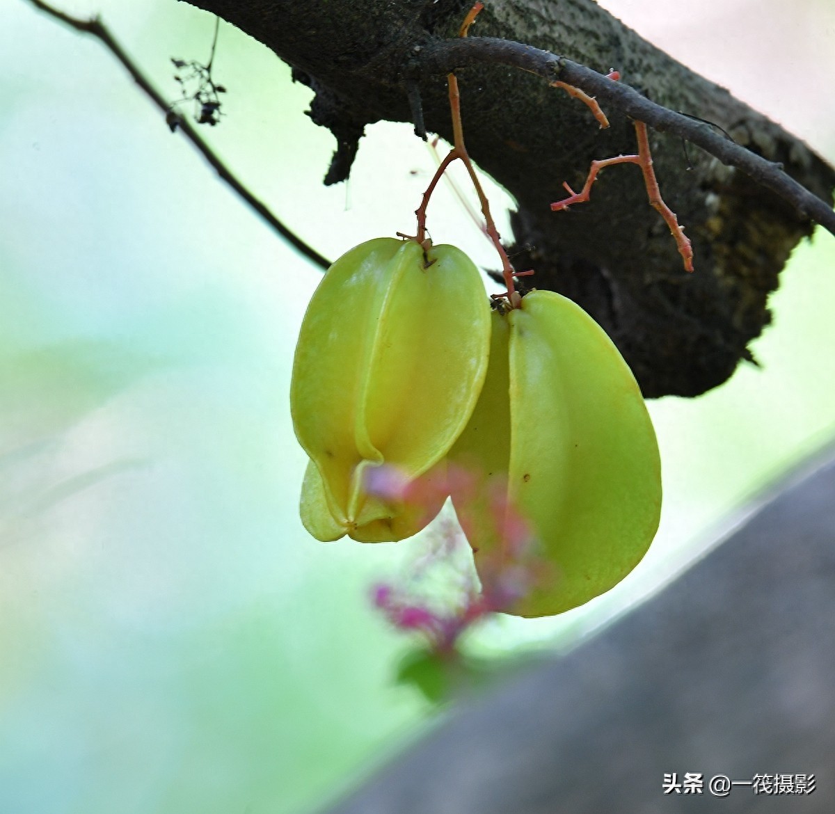 别再纠结啦,阳桃就是洋桃、又叫杨桃