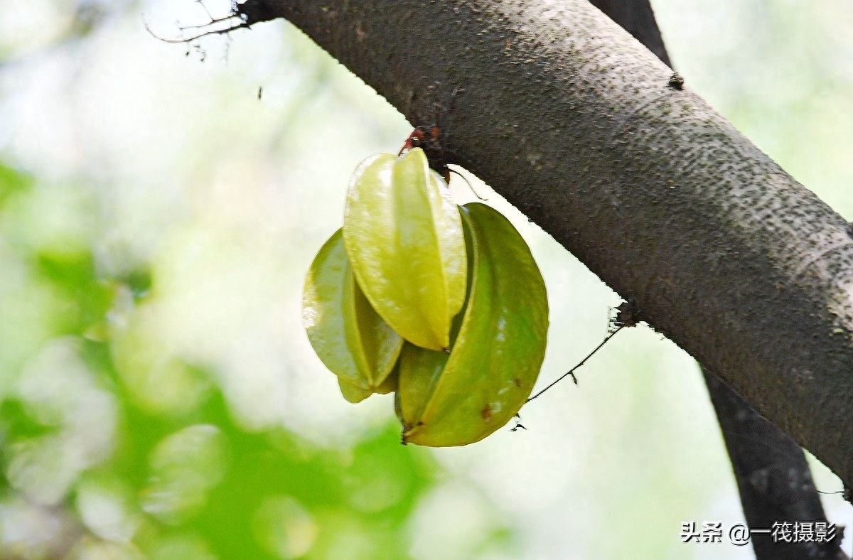 别再纠结啦,阳桃就是洋桃、又叫杨桃
