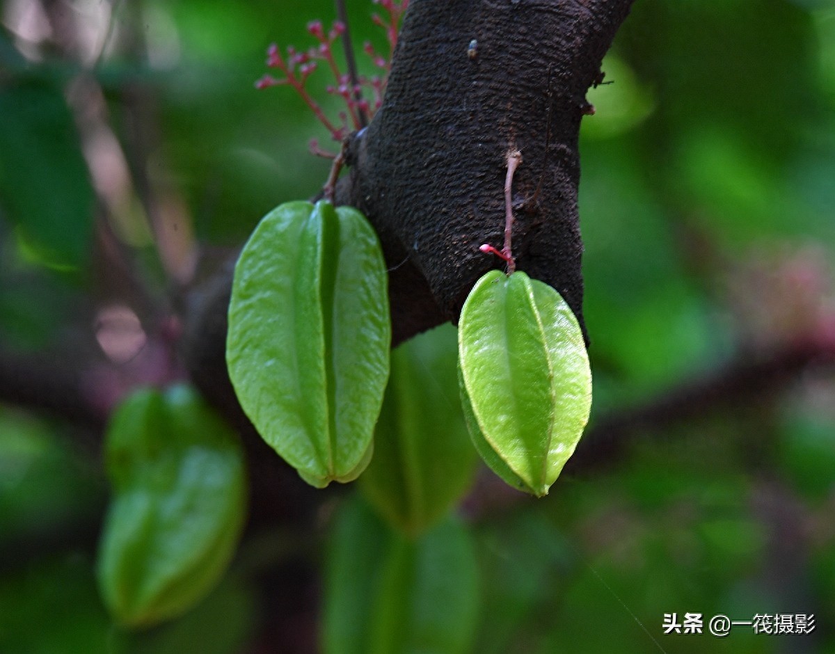 别再纠结啦,阳桃就是洋桃、又叫杨桃