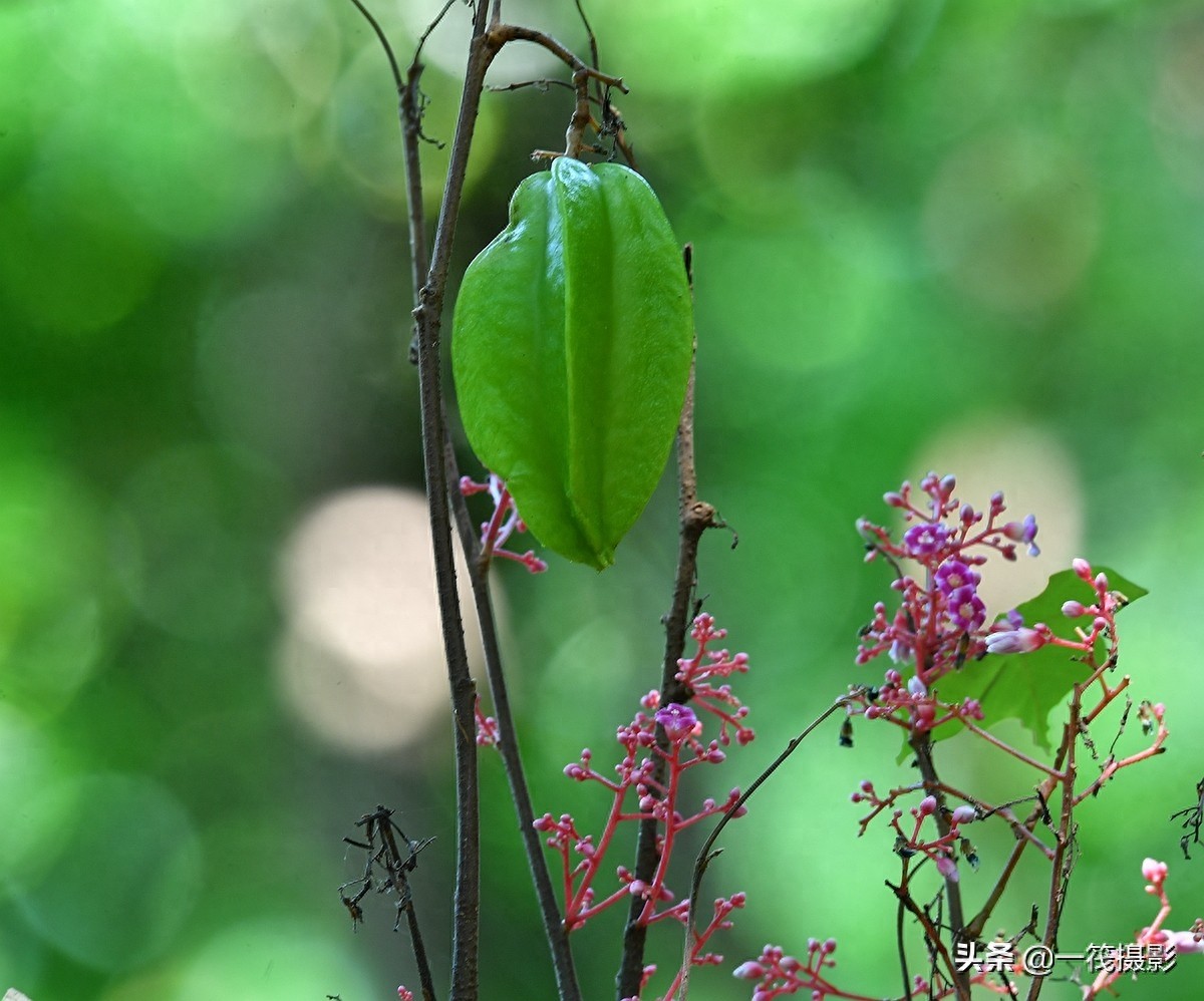 别再纠结啦,阳桃就是洋桃、又叫杨桃