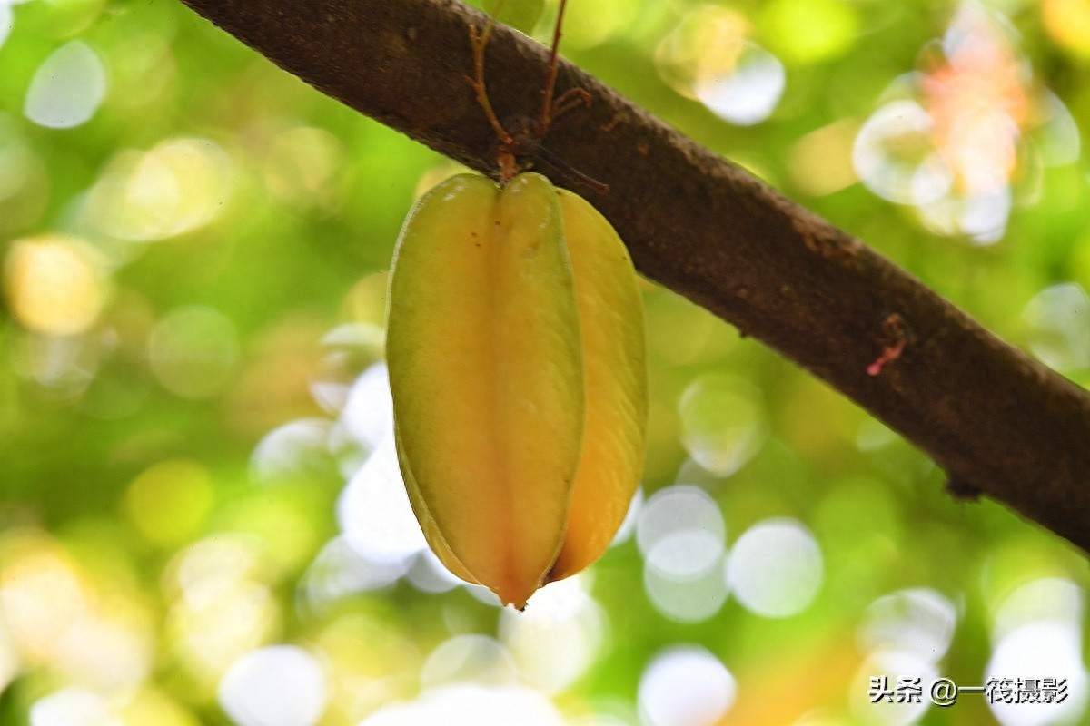 别再纠结啦,阳桃就是洋桃、又叫杨桃