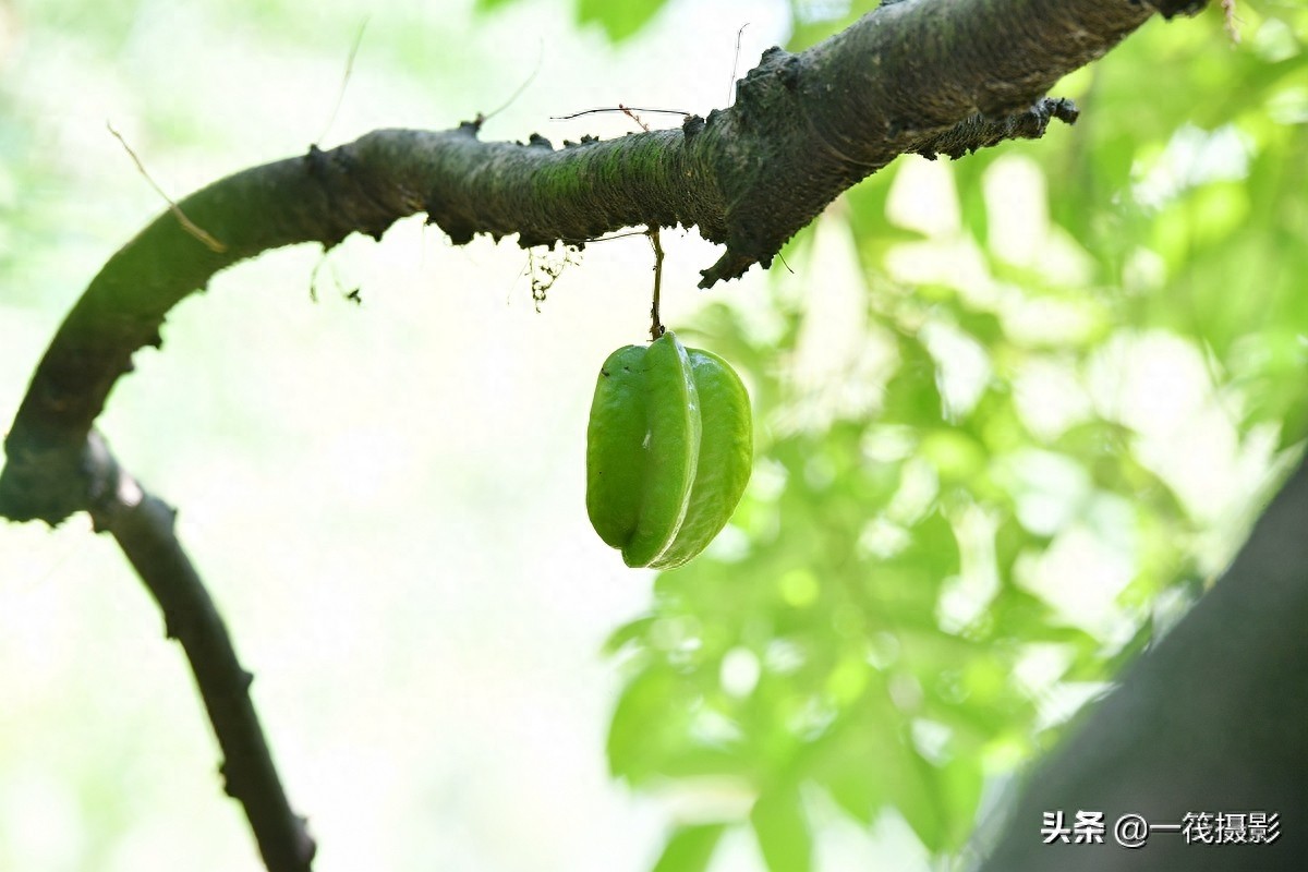 别再纠结啦,阳桃就是洋桃、又叫杨桃