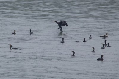 ​每日一景|“微笑天使”长江江豚