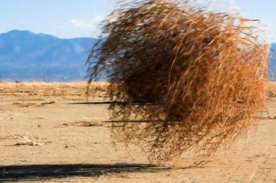 ​辞藻的拼音是什么？辞藻是什么意思？