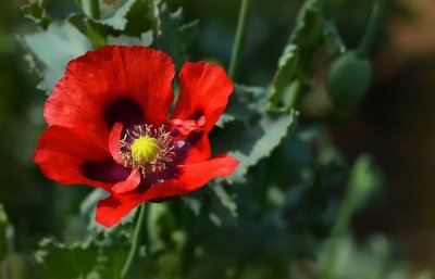 ​7种“致幻”植物，神秘药性令人丢失平衡感，严重者还会患失忆症