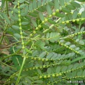 ​野菜——叶下珠