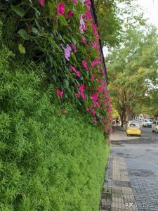 ​销声匿迹五十年、今又重现闹市区的京城三里河实拍（上）